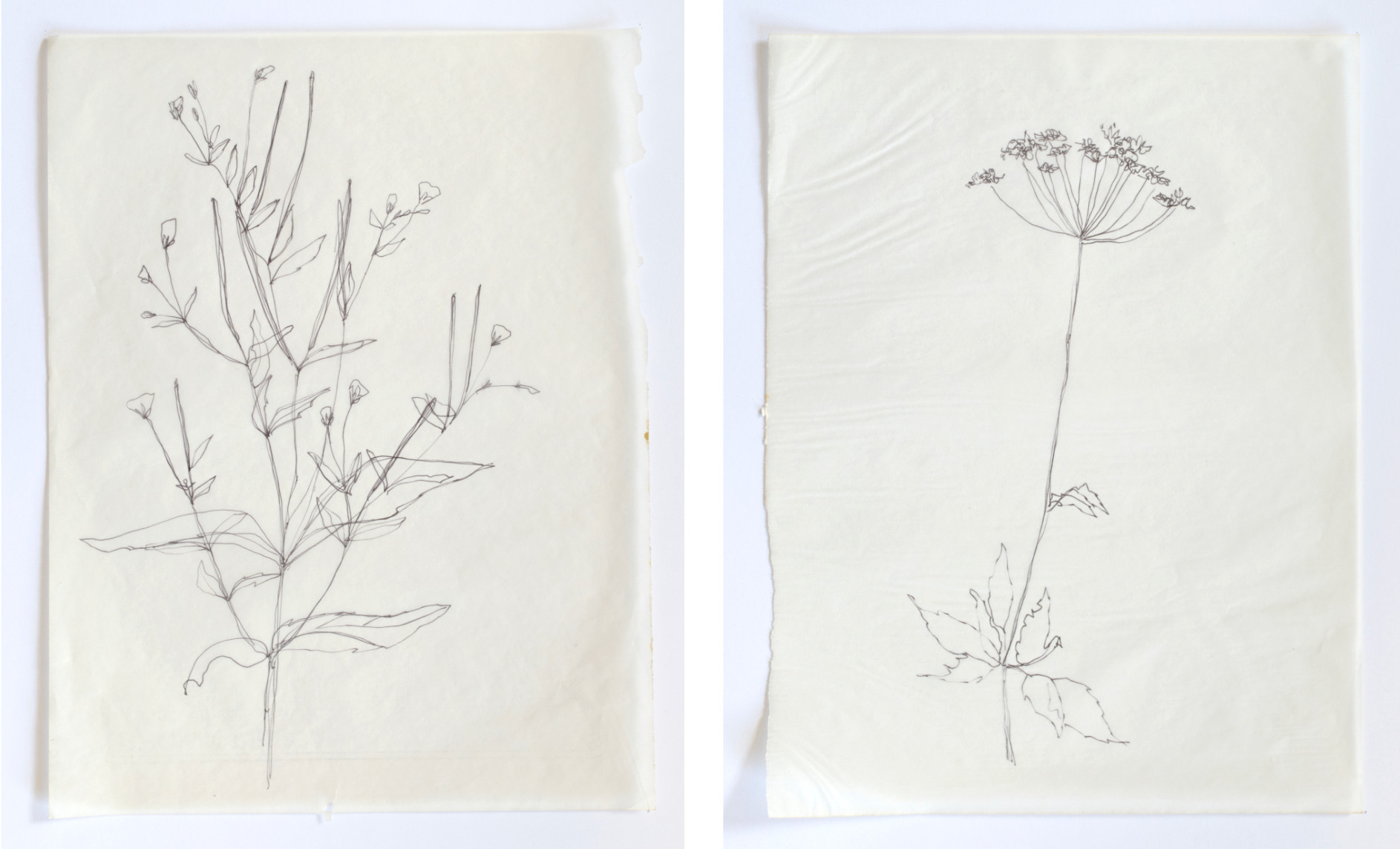 rebecca chesney drawings hospitalfield 01