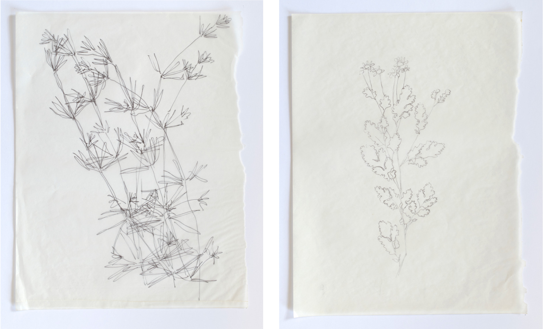 Rebecca Chesney drawings hospitalfield 02
