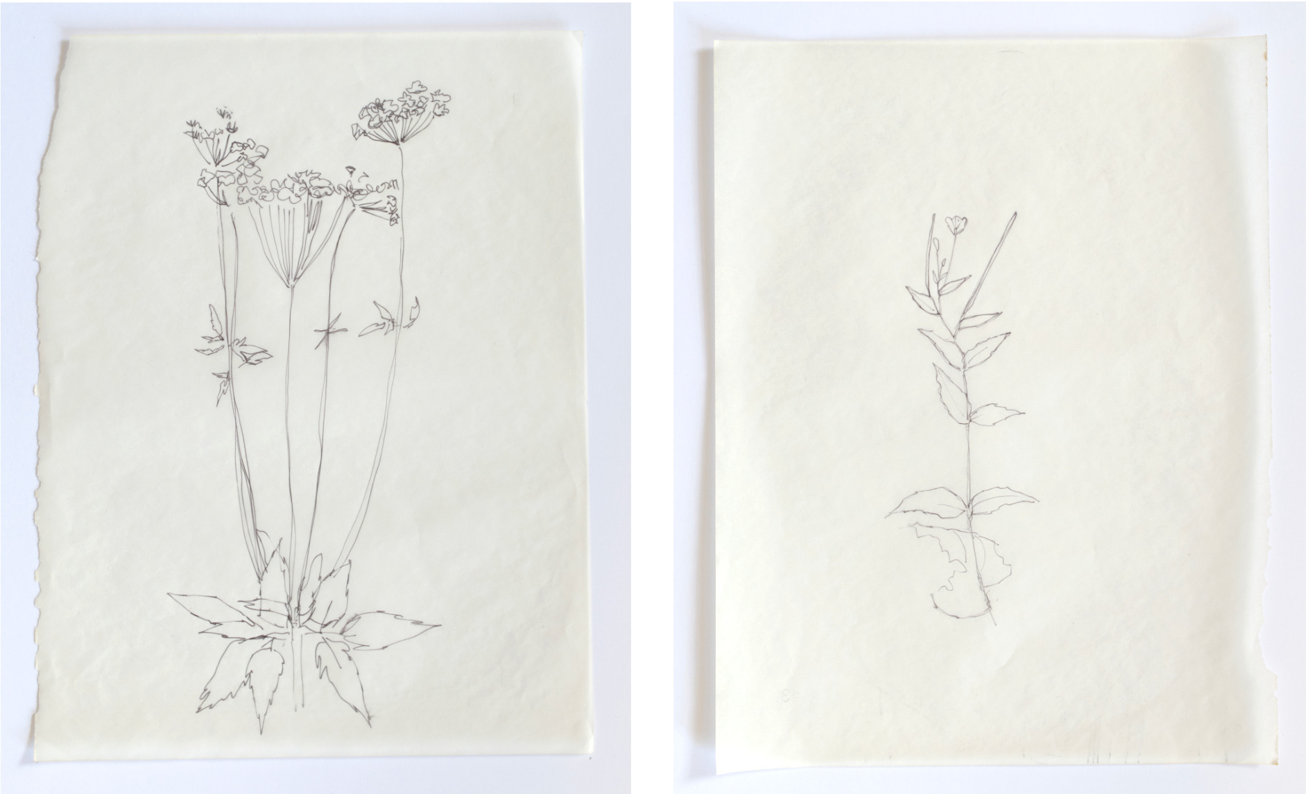 Rebecca Chesney drawings Hospitalfield 03