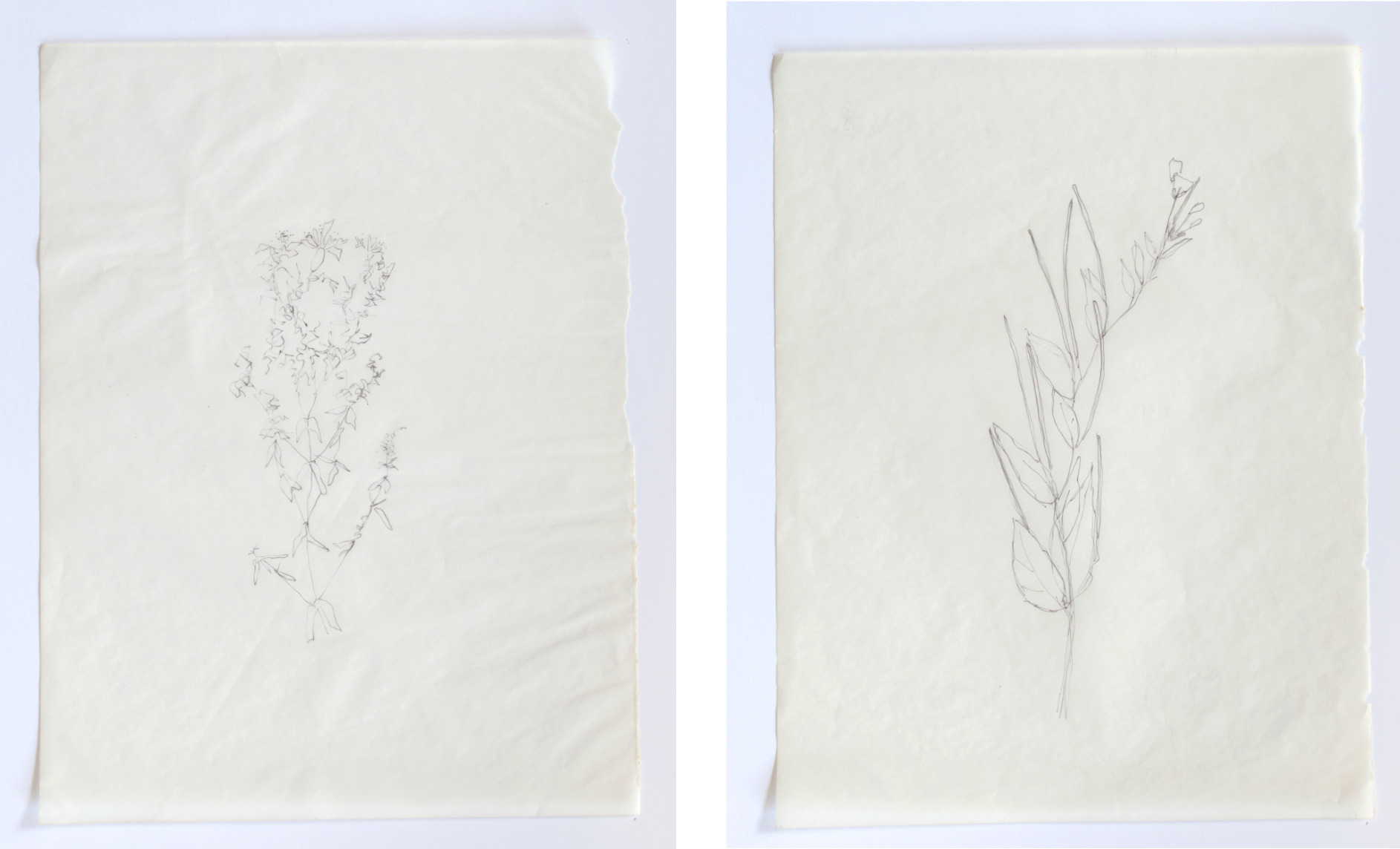 Rebecca Chesney drawings hospitalfield 04